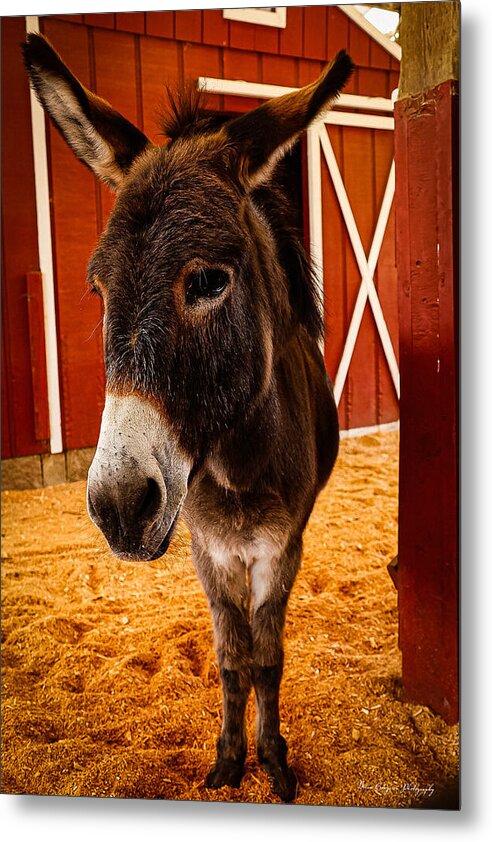 Who are you looking at - Metal Print