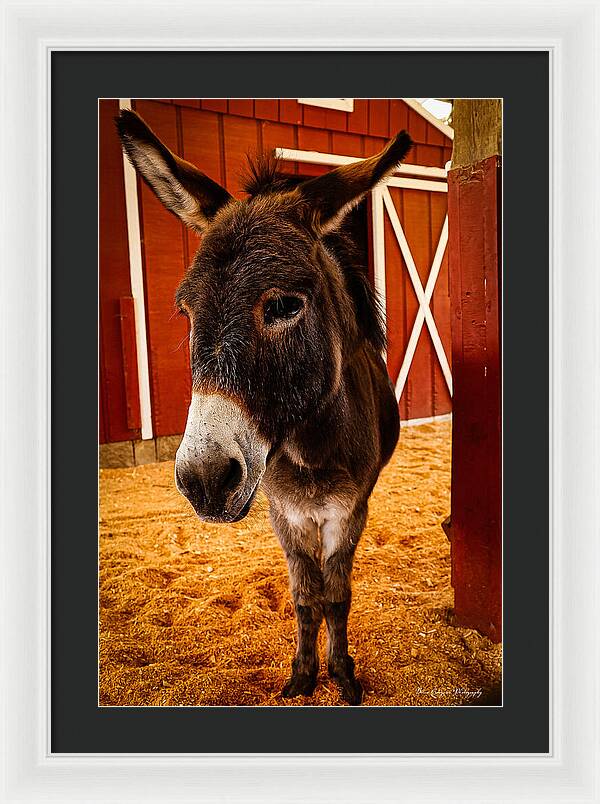 Who are you looking at - Framed Print