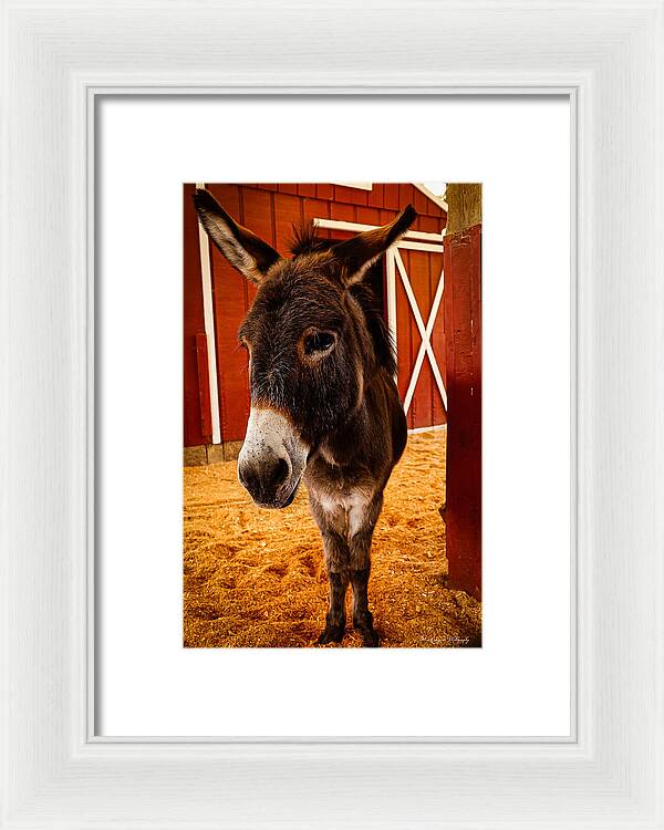 Who are you looking at - Framed Print