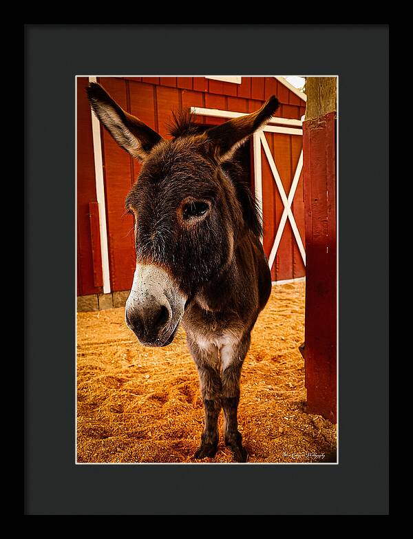 Who are you looking at - Framed Print