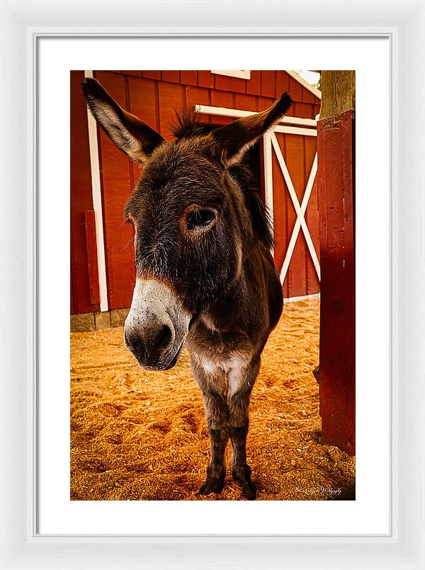 Who are you looking at - Framed Print