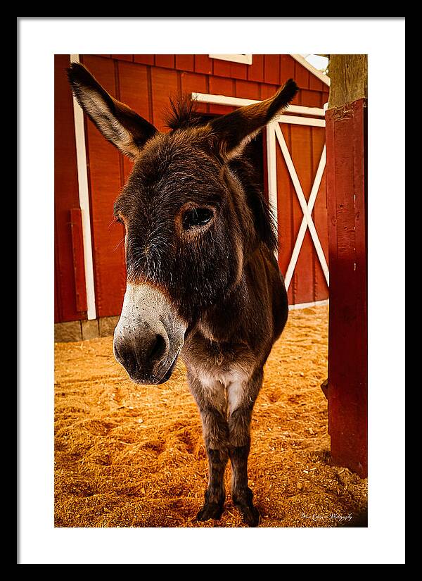 Who are you looking at - Framed Print