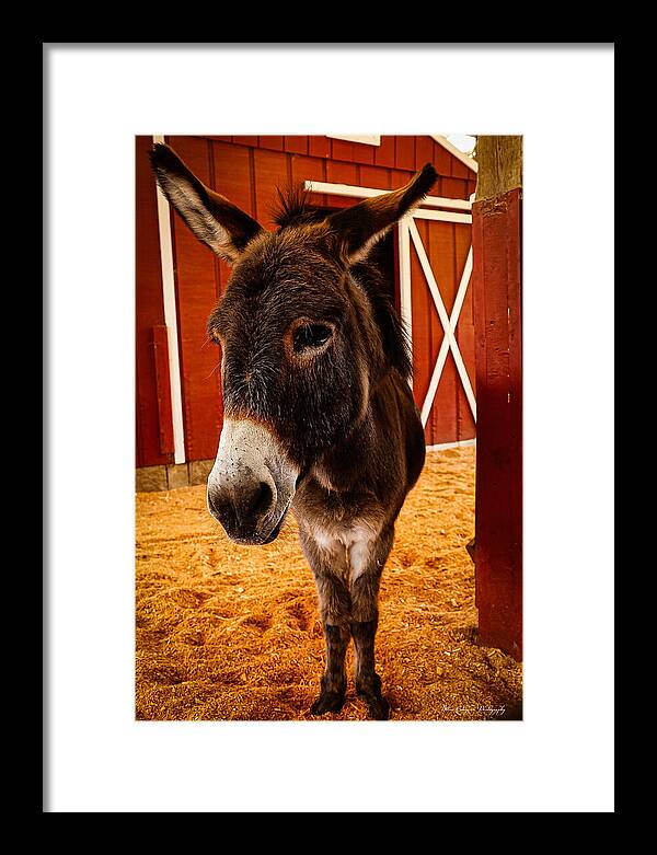 Who are you looking at - Framed Print