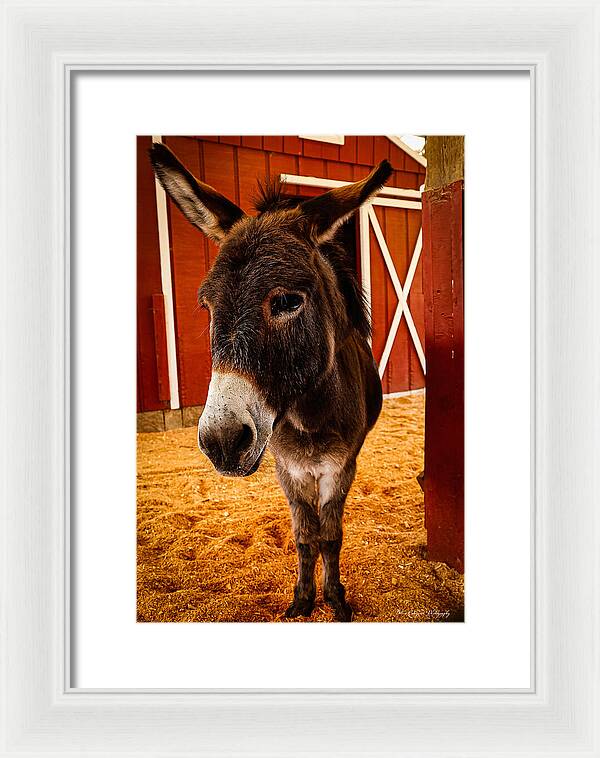 Who are you looking at - Framed Print