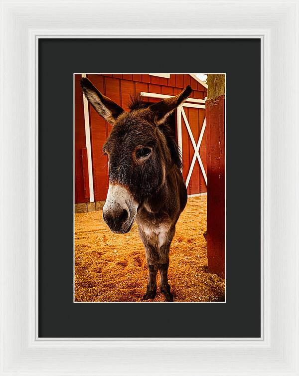 Who are you looking at - Framed Print