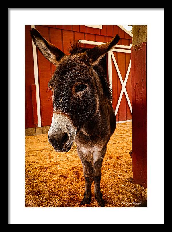 Who are you looking at - Framed Print