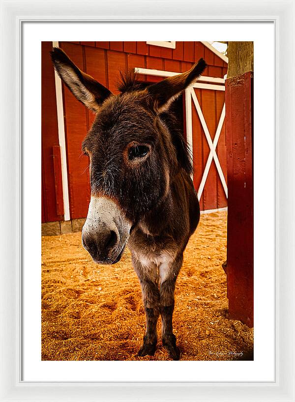 Who are you looking at - Framed Print