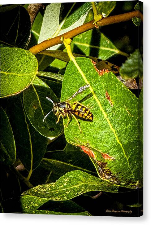Yellow jacket  - Canvas Print