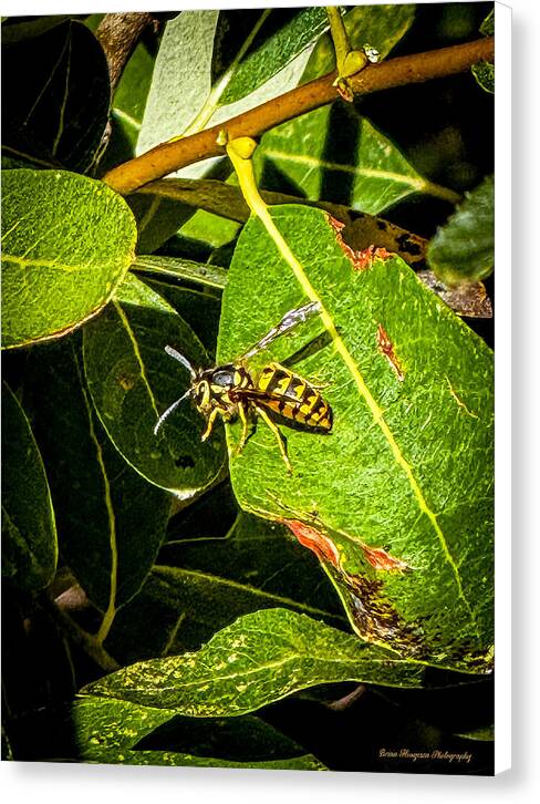 Yellow jacket  - Canvas Print
