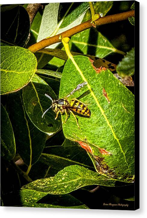 Yellow jacket  - Canvas Print