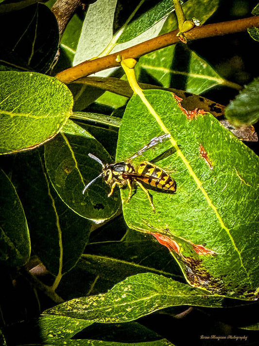 Yellow jacket  - Art Print