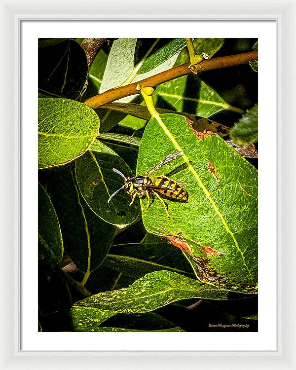 Yellow jacket  - Framed Print