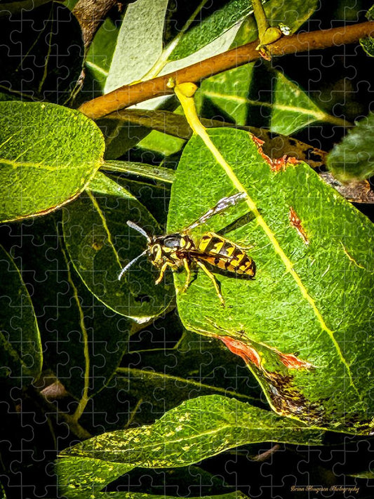 Yellow jacket  - Puzzle