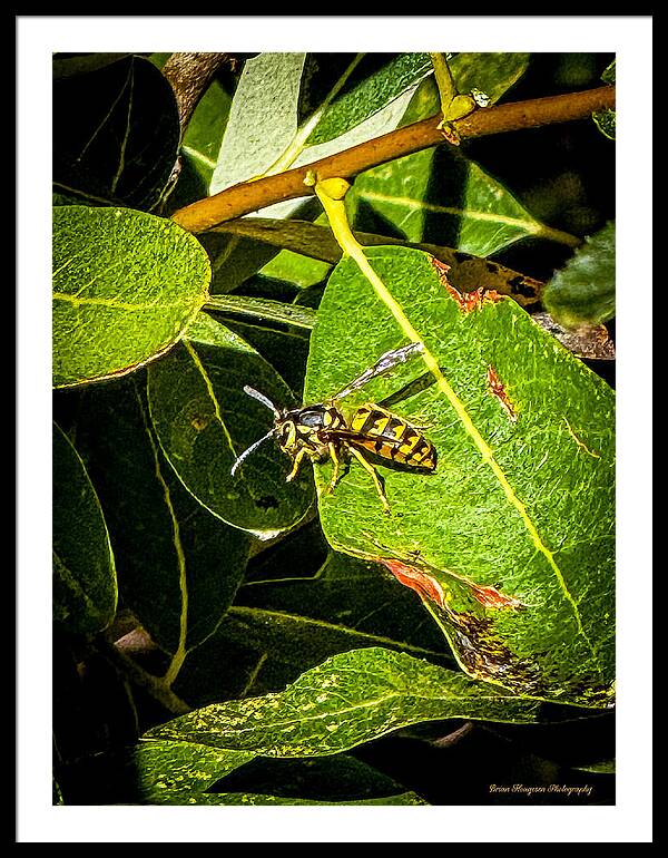 Yellow jacket  - Framed Print
