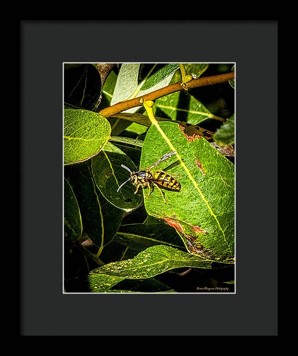 Yellow jacket  - Framed Print