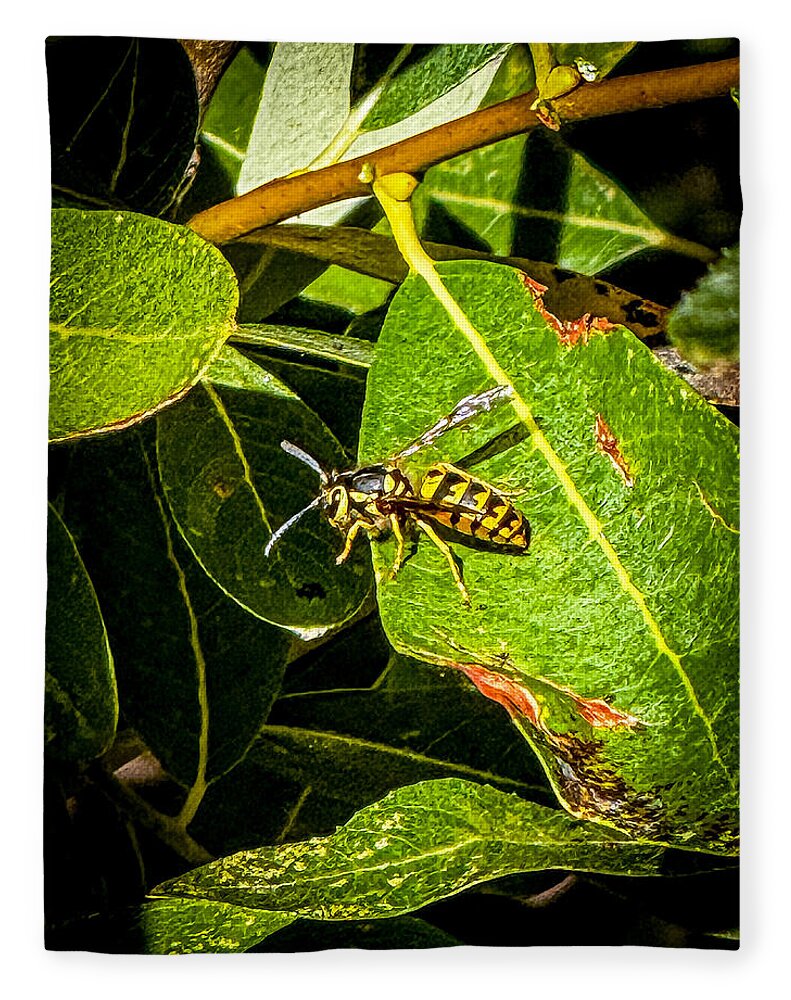 Yellow jacket  - Blanket
