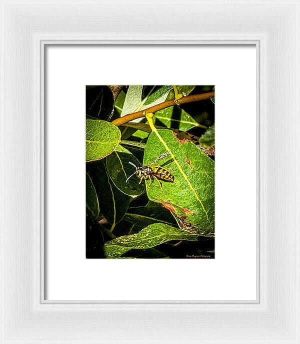 Yellow jacket  - Framed Print