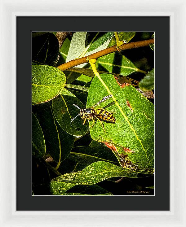 Yellow jacket  - Framed Print