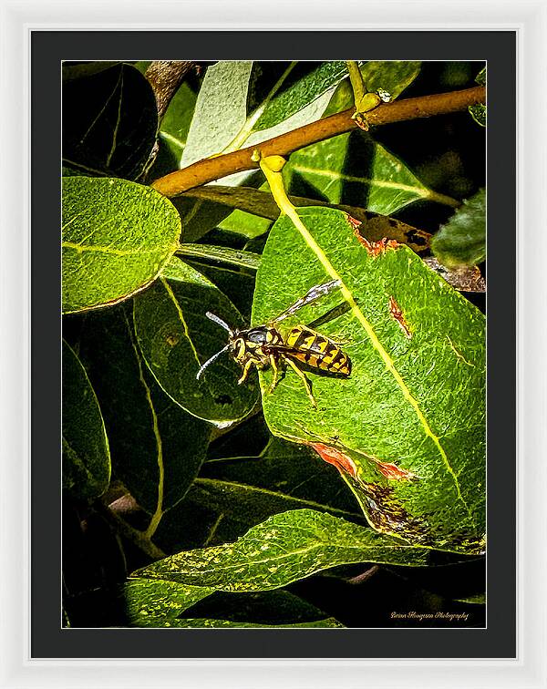 Yellow jacket  - Framed Print