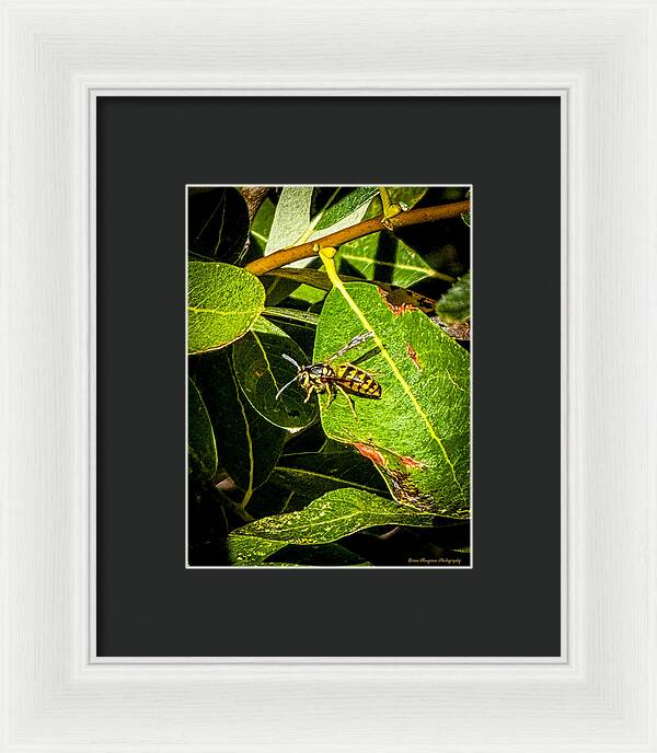 Yellow jacket  - Framed Print