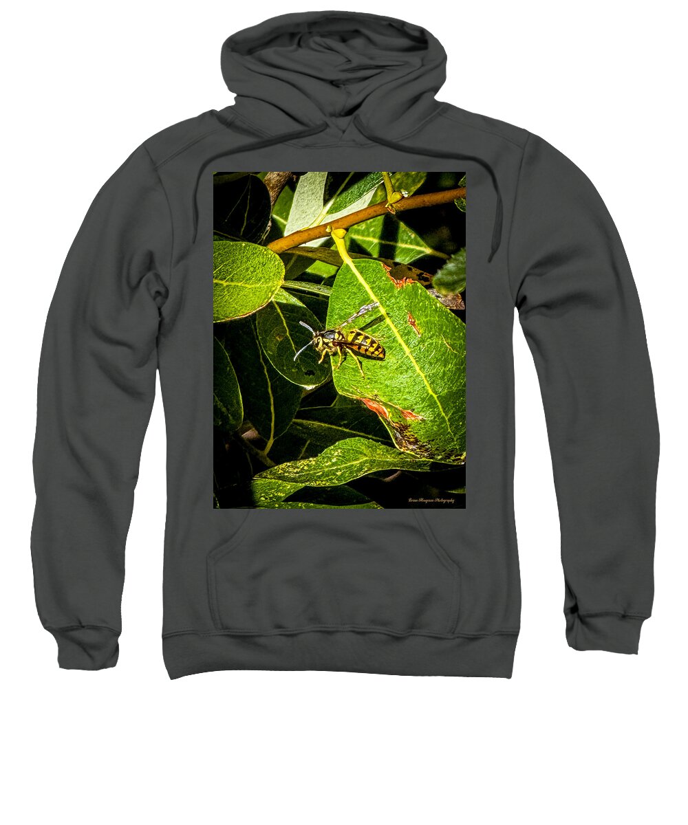 Yellow jacket  - Sweatshirt