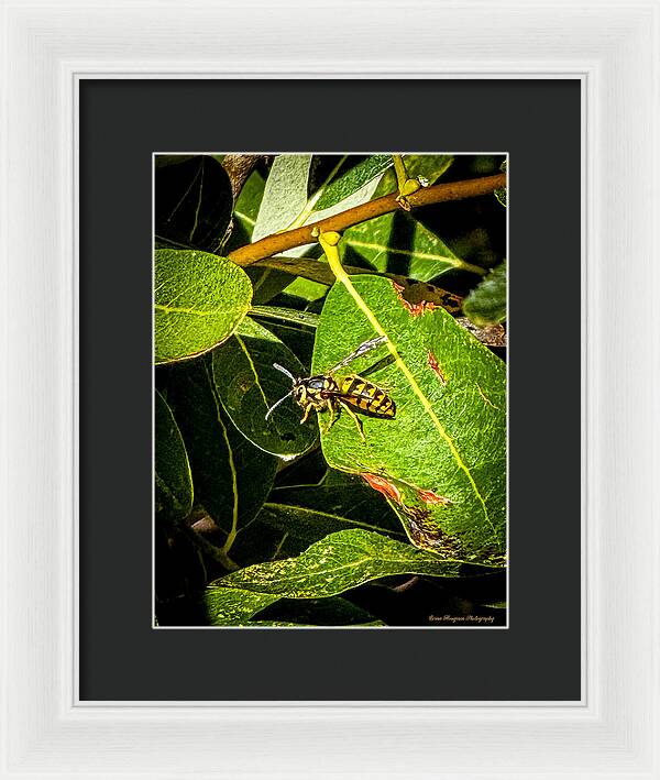 Yellow jacket  - Framed Print
