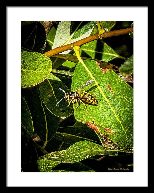 Yellow jacket  - Framed Print