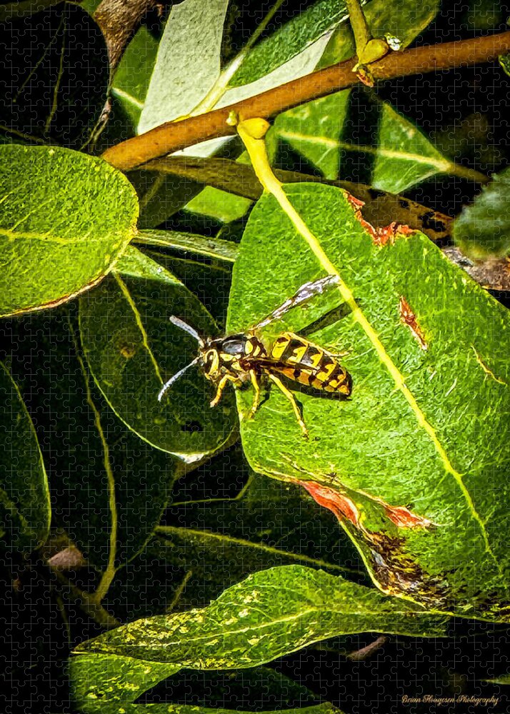 Yellow jacket  - Puzzle