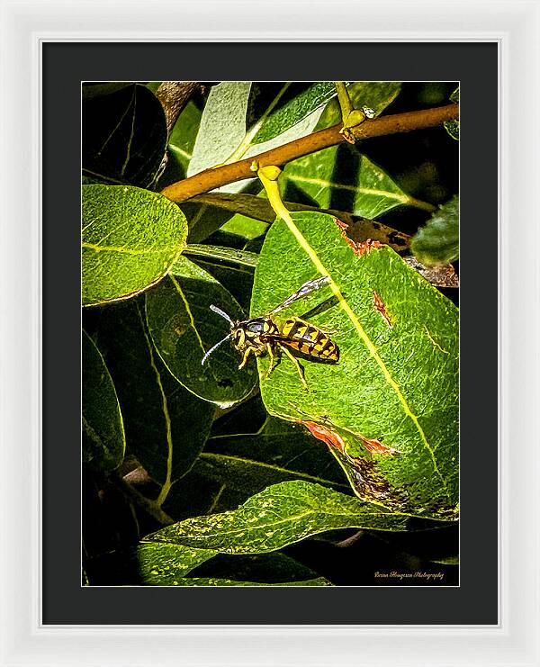Yellow jacket  - Framed Print