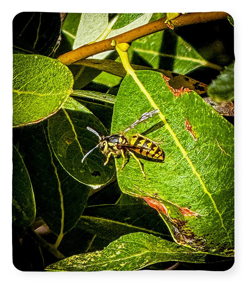 Yellow jacket  - Blanket