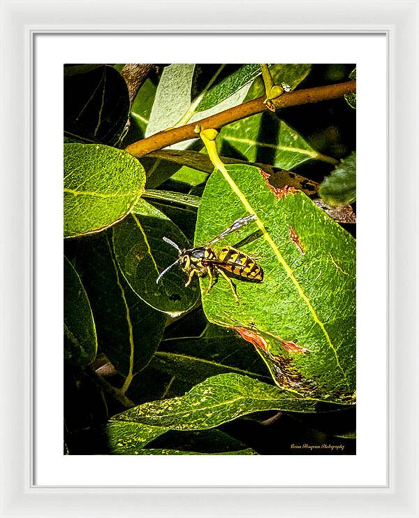 Yellow jacket  - Framed Print