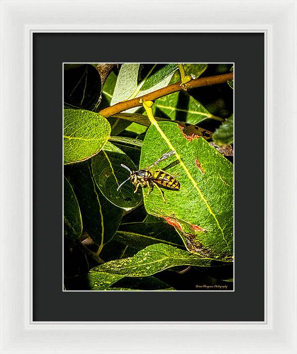 Yellow jacket  - Framed Print