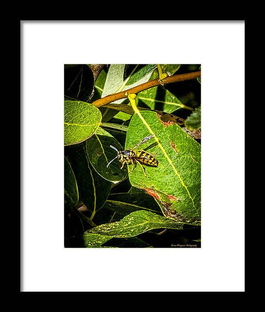 Yellow jacket  - Framed Print