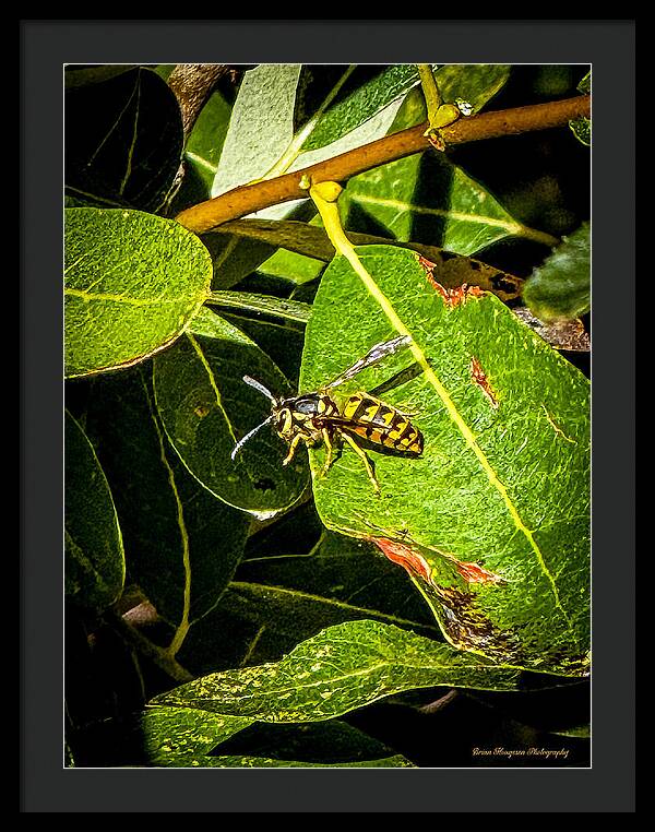 Yellow jacket  - Framed Print