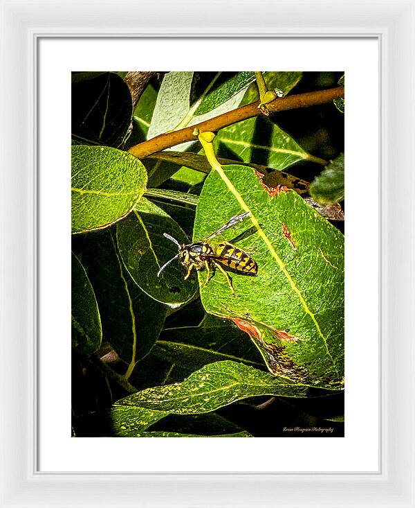Yellow jacket  - Framed Print