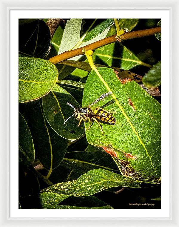 Yellow jacket  - Framed Print