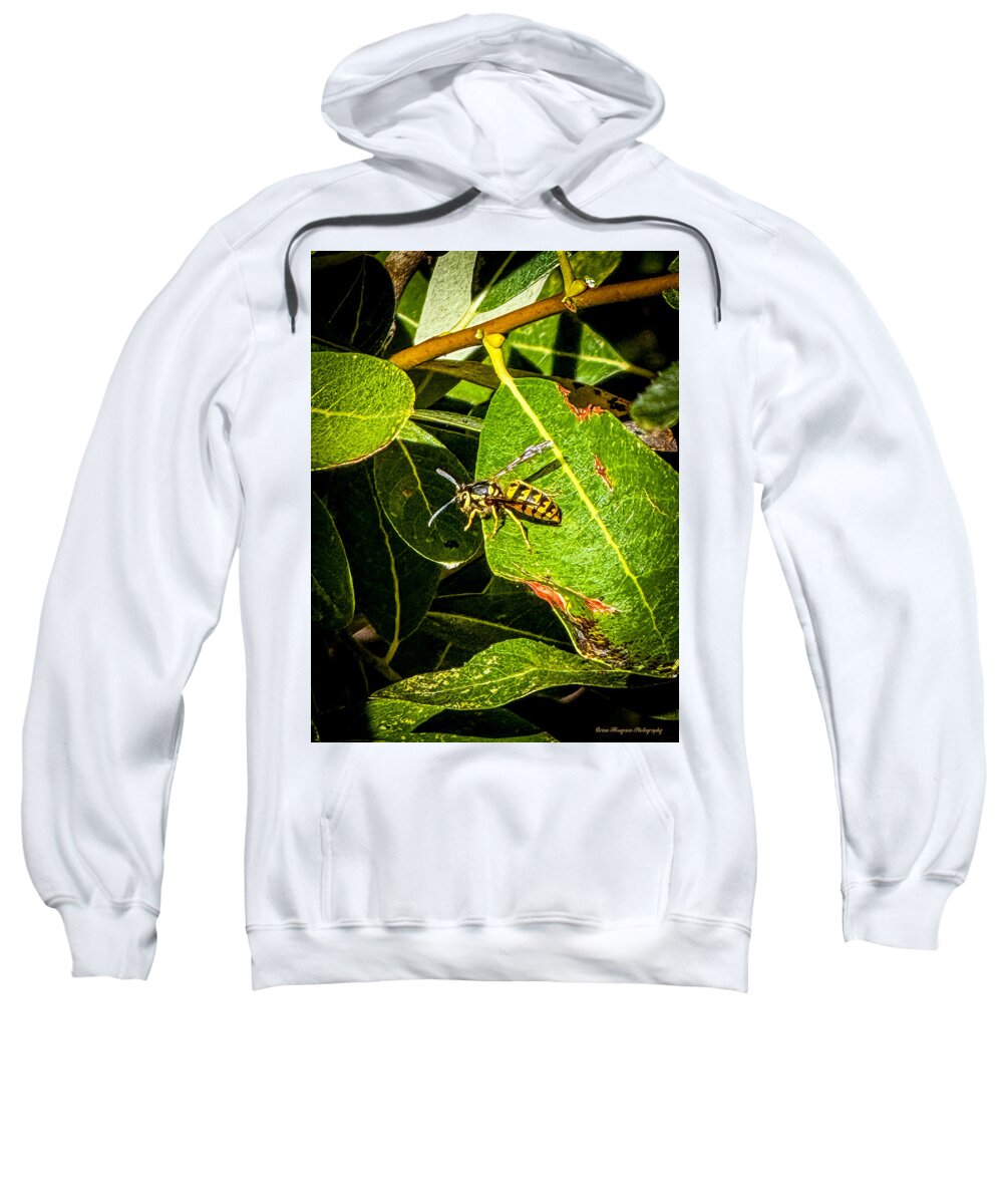 Yellow jacket  - Sweatshirt