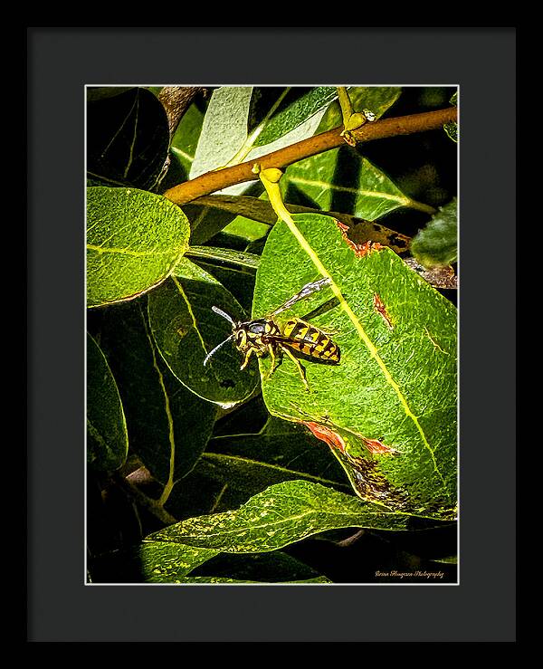 Yellow jacket  - Framed Print