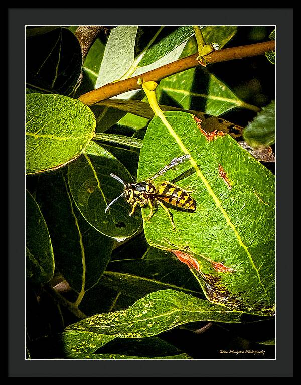 Yellow jacket  - Framed Print