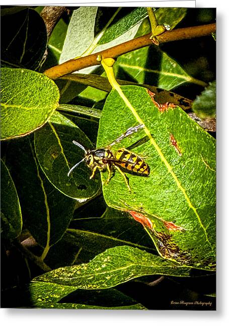 Yellow jacket  - Greeting Card