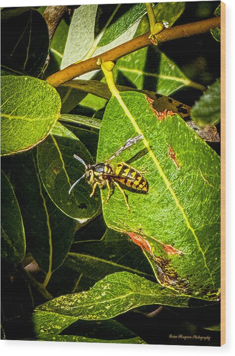 Yellow jacket  - Wood Print
