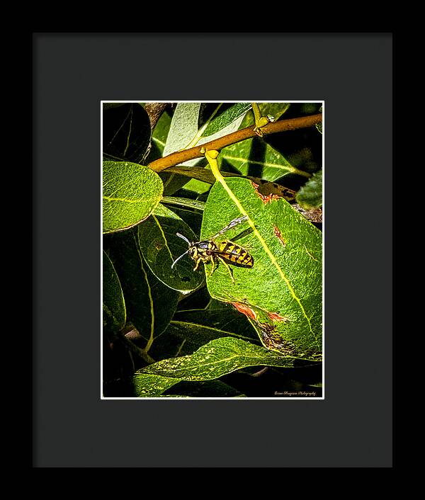Yellow jacket  - Framed Print