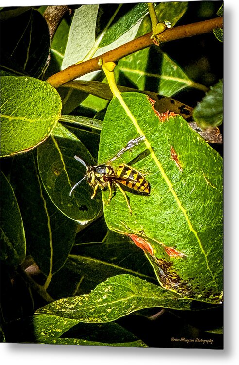 Yellow jacket  - Metal Print