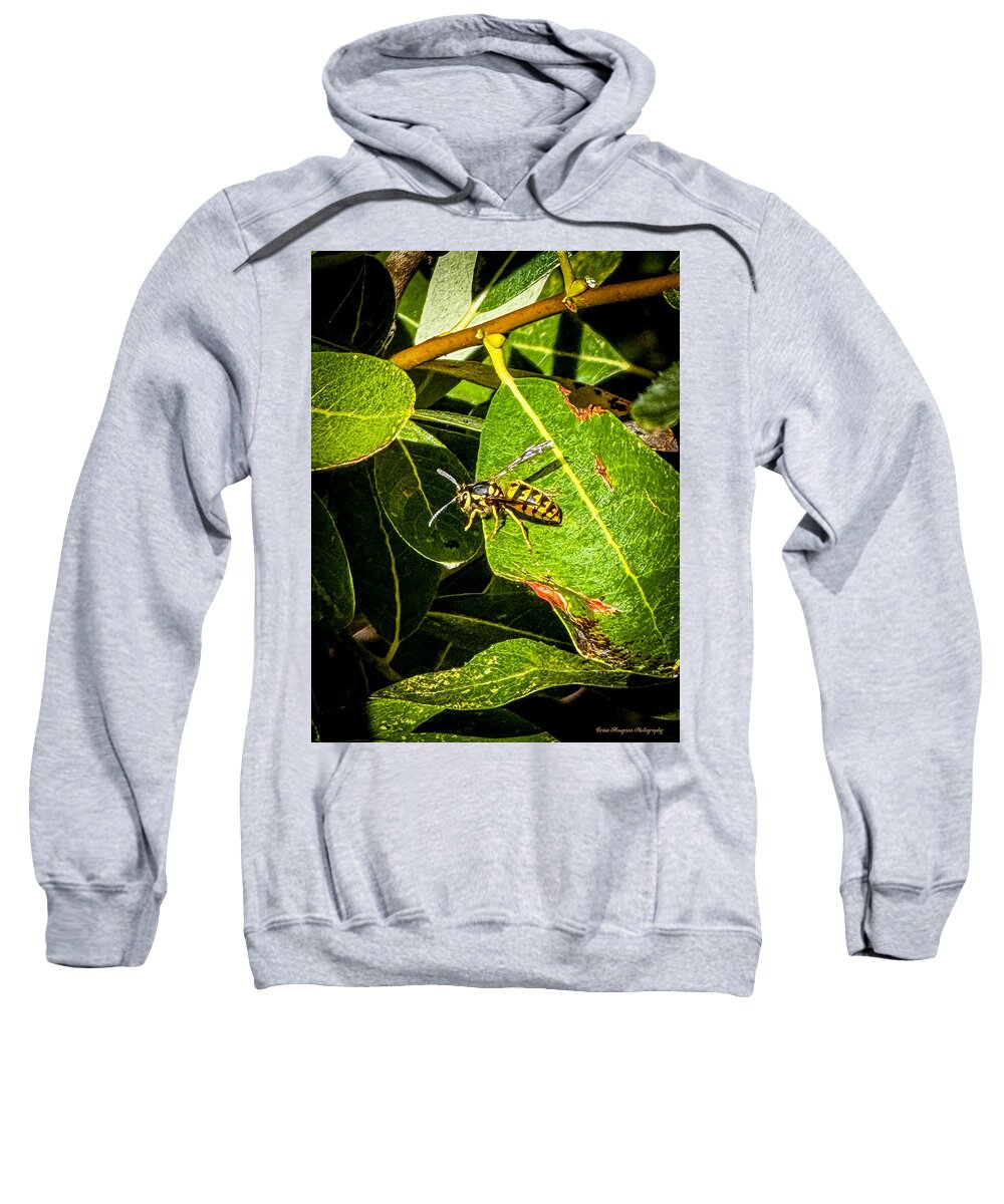 Yellow jacket  - Sweatshirt