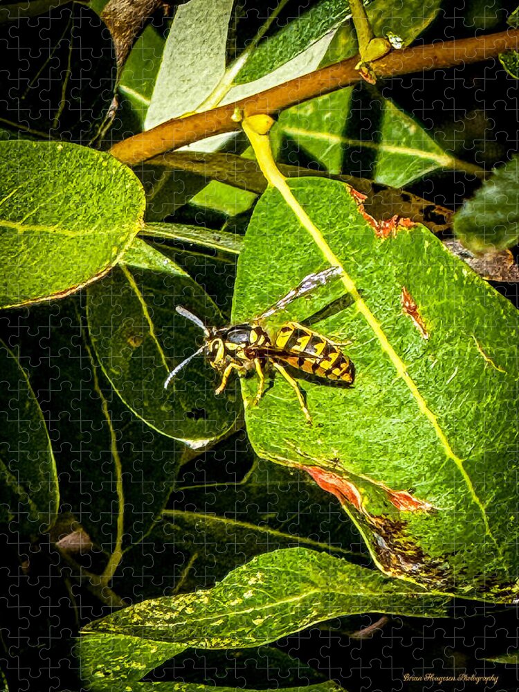 Yellow jacket  - Puzzle