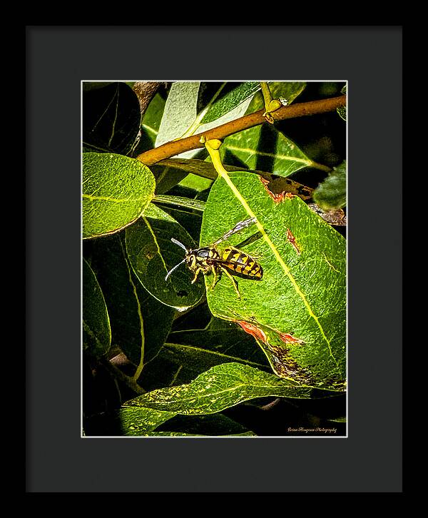 Yellow jacket  - Framed Print