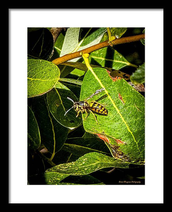 Yellow jacket  - Framed Print