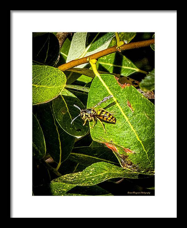 Yellow jacket  - Framed Print