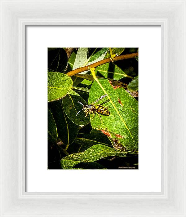 Yellow jacket  - Framed Print