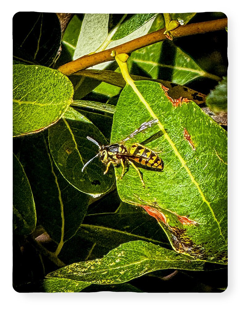 Yellow jacket  - Blanket
